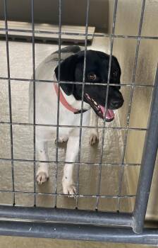Hooch -  English Pointer Dog for Adoption in Sparta, North Carolina - Hooch | PetCurious