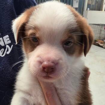Taurus -  Mixed Breed Dog for Adoption in Leander, Texas - Taurus | PetCurious