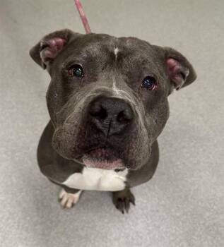 Rescue American Bulldog Dogs for Adoption in Indianapolis, Indiana - HULK | PetCurious