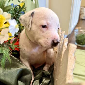 English Shepherd and Labrador Retriever Dogs Available for Adoption in Baytown, Texas - Roman | PetCurious