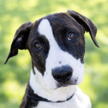 Bull Terrier and American Bulldog Dogs Available for Adoption in Dublin, California - Soso | PetCurious