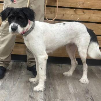 Blizzard -  Giant Schnauzer and Mixed Breed Dog for Adoption in Wadena, Minnesota - Blizzard | PetCurious