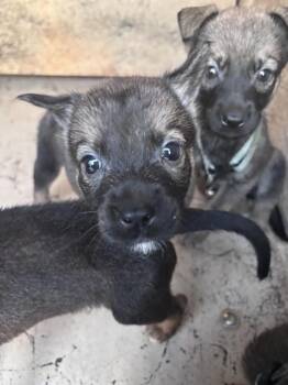 A480641 -  German Shepherd Dog and Mixed Breed Dog for Adoption in Oklahoma City, Oklahoma - A480641 | PetCurious
