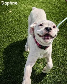 Boxer Dogs Available for Adoption - Litter - Daphne | PetCurious