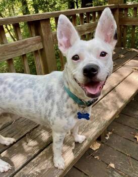 Missy -  Mixed Breed Dog for Adoption in Sandy Springs, Georgia - Missy | PetCurious