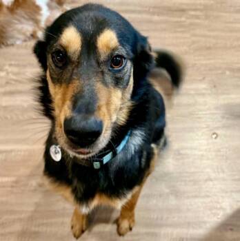Lacey Lou -  Border Collie and German Shepherd Dog Dog for Adoption in Mead, Colorado - Lacey Lou | PetCurious