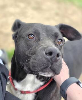 Chelsi -  Pit Bull Terrier and Labrador Retriever Dog for Adoption in Lincoln, Nebraska - Chelsi | PetCurious