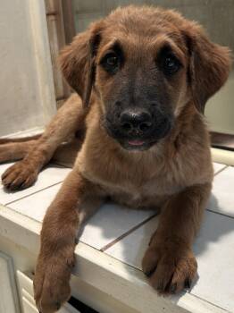 MISTY -  German Shepherd Dog Dog for Adoption in El Cajon, California - MISTY | PetCurious