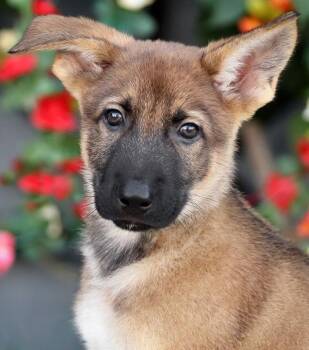 Basil von Jasmine -  German Shepherd Dog Dog for Adoption in Los Angeles, California - Basil Von Jasmine | PetCurious