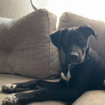 Boxer and Labrador Retriever Dogs Available for Adoption in Dysart, Iowa - Banjo  | PetCurious