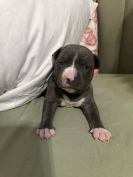 Sapphire -  Mixed Breed Dog for Adoption in New York, New York - Sapphire | PetCurious