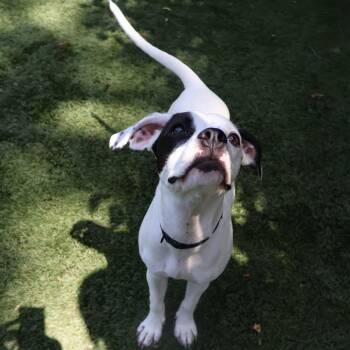 Quinn -  Mixed Breed Dog for Adoption in Saint Charles, Missouri - Quinn | PetCurious