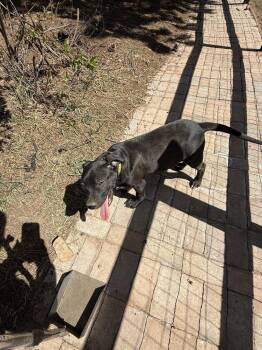 Labrador Retriever and Pit Bull Terrier Dogs Available for Adoption in Aurora, Colorado - Toby Aka Dave | PetCurious