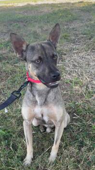 Smiley -  Feist and Chihuahua Dog for Adoption in Harrodsburg, Kentucky - Smiley | PetCurious