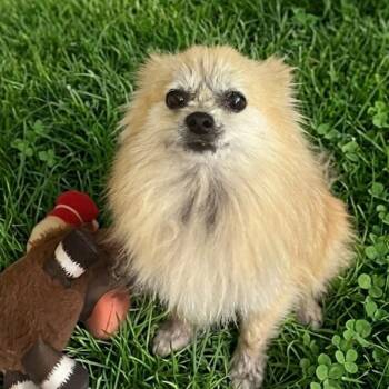 Peaches 5375 -  Pomeranian Dog for Adoption in Boca Raton, Florida - Peaches 5375 | PetCurious