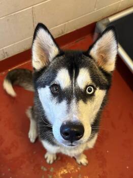 Denmark -  Husky Dog for Adoption in Mason City, Iowa - Denmark | PetCurious