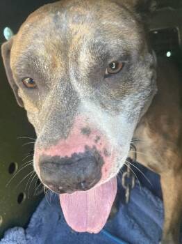 Honey Bun -  Mixed Breed Dog for Adoption in Cincinnati, Ohio - Honey Bun | PetCurious