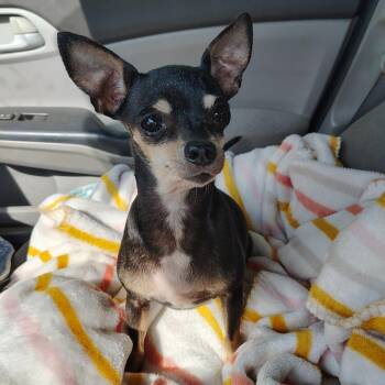 Emma -  Chihuahua Dog for Adoption in Beulaville, North Carolina - Emma | PetCurious