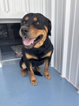 Kairo -  Rottweiler Dog for Adoption in Moriarty, New Mexico - Kairo | PetCurious