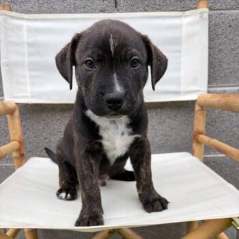 McIntosh -  Pit Bull Terrier Dog for Adoption in Chandler, Arizona - McIntosh | PetCurious