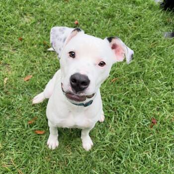 Armando -  Mixed Breed Dog for Adoption in Carthage, North Carolina - Armando | PetCurious
