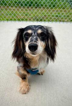 Dachshund Dogs Available for Adoption in Kalamazoo, Michigan - Andy - In Foster | PetCurious