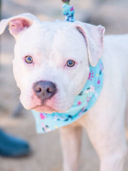 Rescue Mixed Breed Dogs for Adoption in Atlanta, Georgia - Icee | PetCurious