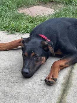 Rocky -  Mixed Breed Dog for Adoption in Wyoming, Michigan - Rocky | PetCurious