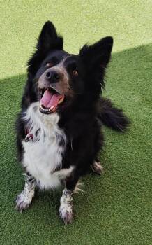 Tricky -  Border Collie Dog for Adoption in Fruit Heights, Utah - Tricky | PetCurious