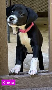 Kimia -  Border Collie and Hound Dog for Adoption in Alexander, Arkansas - Kimia | PetCurious