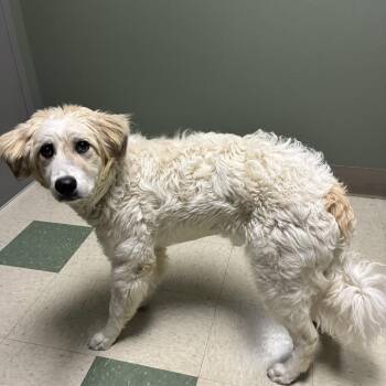 Delilah -  Mixed Breed Dog for Adoption in Windsor, Virginia - Delilah | PetCurious