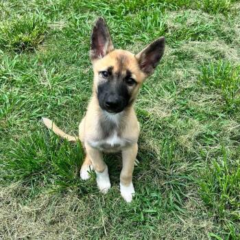 Zoe -  Belgian Shepherd Malinois Dog for Adoption in Houston, Texas - Zoe | PetCurious