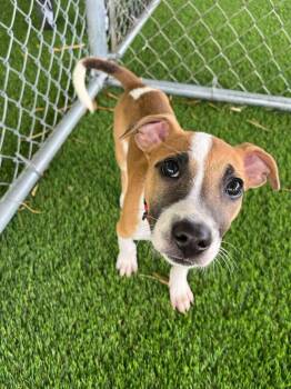 Mixed Breed Dogs Available for Adoption in New York, New York - Twilight | PetCurious