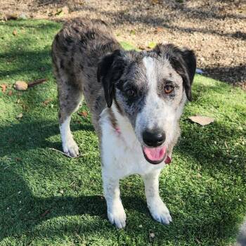 Catahoula Leopard Dog and Border Collie Dogs Available for Adoption in Austin, Texas - Lyric AL | PetCurious