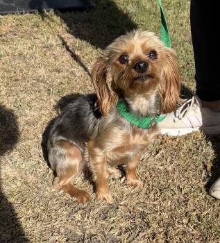 Rescue Yorkshire Terrier Dogs for Adoption in Louise, Texas - Cassie Ann | PetCurious