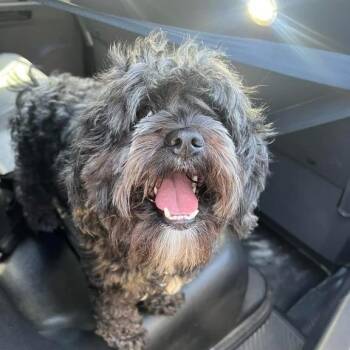 Officer Curly -  Mixed Breed Dog for Adoption in Davenport, Iowa - Officer Curly | PetCurious