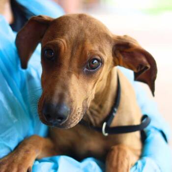 GINNY PEPSI -  Labrador Retriever Dog for Adoption in San Antonio, Texas - GINNY PEPSI | PetCurious