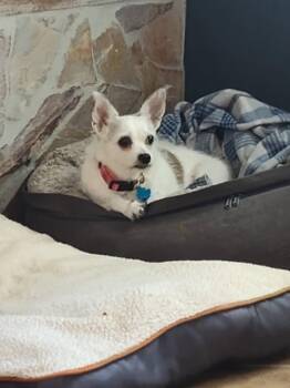 Rescue Chihuahua and Terrier Dogs for Adoption in El Cajon, California - Olive | PetCurious