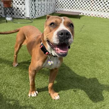 Pit Bull Terrier Dogs Available for Adoption in Los Angeles, California - Chloe | PetCurious