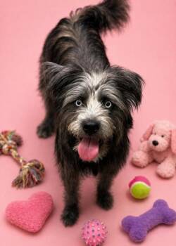 Australian Shepherd and Standard Poodle Dogs Available for Adoption in Bowling Green, Kentucky - Chloe | PetCurious