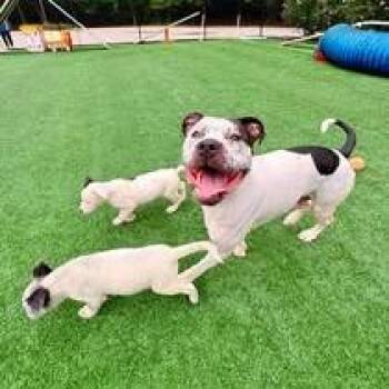 Daisy -  Pit Bull Terrier Dog for Adoption in Brockton, Massachusetts - Daisy | PetCurious