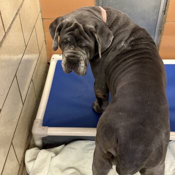 Rescue Neapolitan Mastiff Dogs for Adoption in Northbrook, Illinois - Neoppopotamus | PetCurious