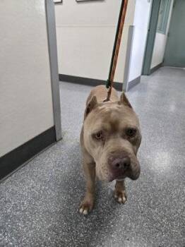 Pit Bull Terrier Dogs Available for Adoption in Oakland, California - Micah | PetCurious