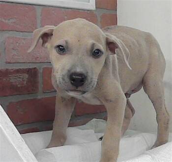 Staffordshire Bull Terrier and Mixed Breed Dogs Available for Adoption in Houston, Texas - A2067871 | PetCurious
