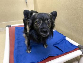 Maverick -  Chihuahua and Pomeranian Dog for Adoption in Monroe, Georgia - Maverick | PetCurious