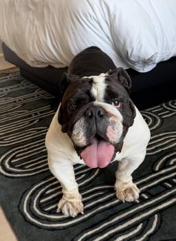 CHURRO -  English Bulldog Dog for Adoption in Los Angeles, California - CHURRO | PetCurious