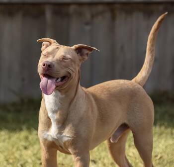 American Staffordshire Terrier Dogs Available for Adoption - Dayman | PetCurious