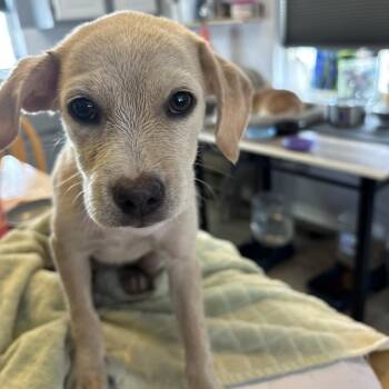 bryde -  Mixed Breed Dog for Adoption in Bellingham, Washington - Bryde | PetCurious
