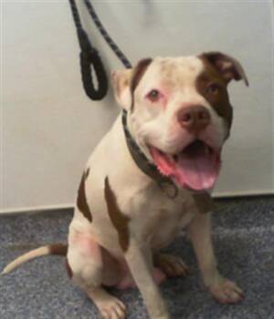 GHOST -  Pit Bull Terrier Dog for Adoption in Charlotte, North Carolina - GHOST | PetCurious