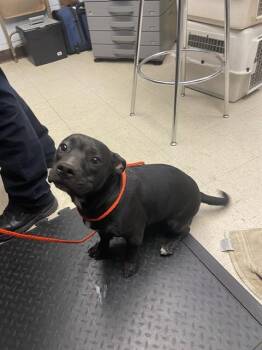 BODHI -  Pit Bull Terrier Dog for Adoption in Stockton, California - BODHI | PetCurious